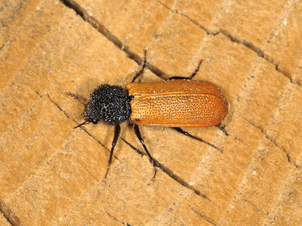 bostrichus capucinus con  piccolo